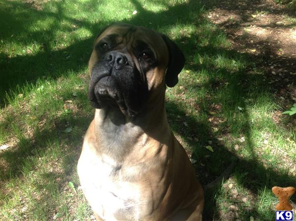 Bullmastiff